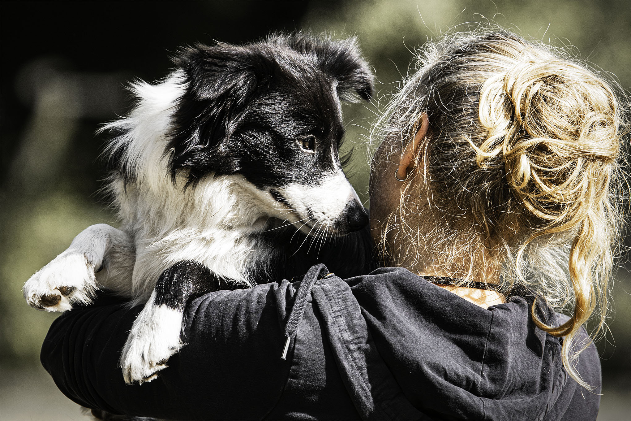 Border Collie